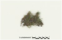 藏品(立膜苔)的圖片